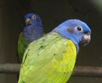 Two green and blue pionus parrots look at the viewer.
