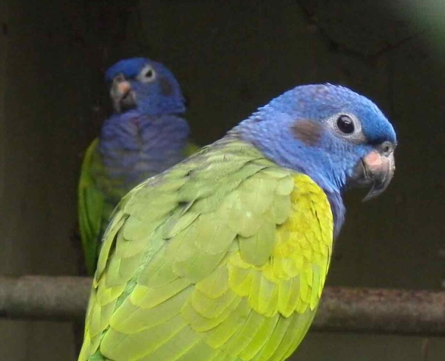 Two green and blue pionus parrots look at the viewer.