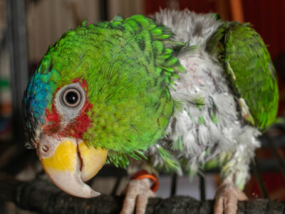 An amazon parrot that shows signs of feather-plucking.