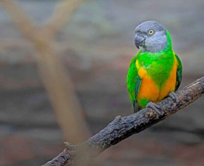 A green and gold poicephalus parrot sits on a branch.