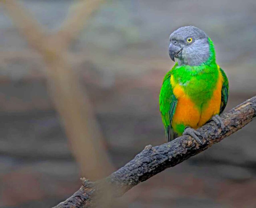A green and gold poicephalus parrot sits on a branch.