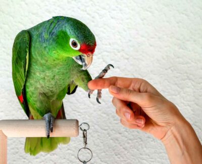 A red-crowned Amazon on a perch practices a trick