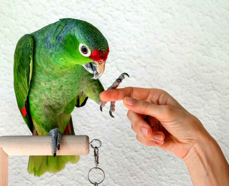 A red-crowned Amazon on a perch practices a trick