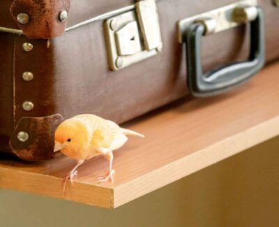 A yellow canary next to a large suitcase peers over the edge of a shelf.