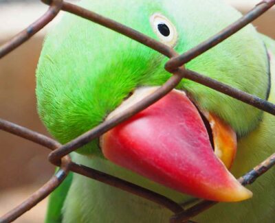 A ringneck parrot explores a chainlink fence with its beak.