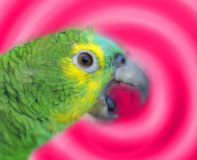 An Amazon parrot screaming. A stylized magenta ripple emanates from its mouth.