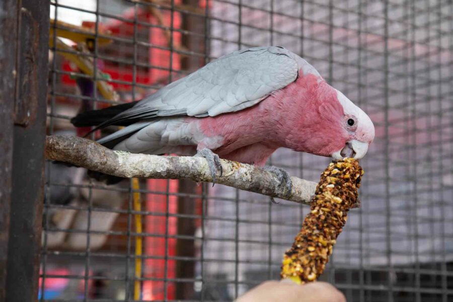 A galah examines a corn cob using its beak.