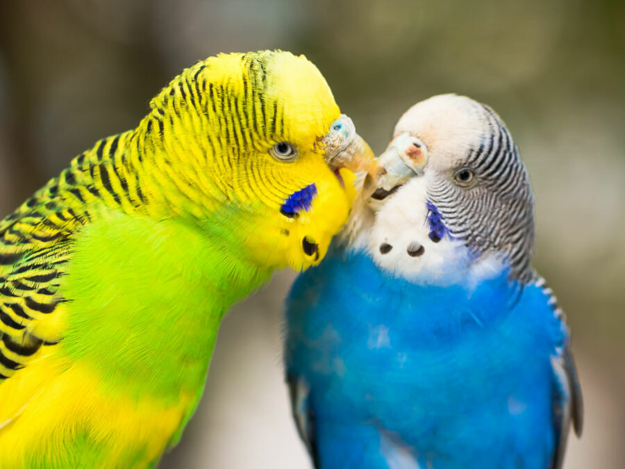 A yellow and blue budgie sharing with each other.