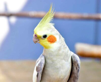 A lutino cockatiel glances toward you with skepticism.