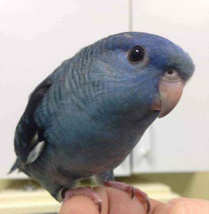 A sky blue lineolated parakeet peers curiously at the viewer from atop an outstretched finger. Photo courtesy Laura Niles.