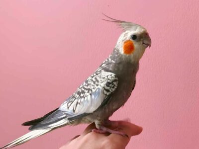 A cockatiel perched on a human hand.