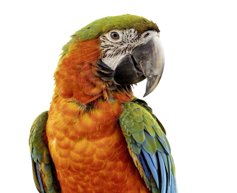 A Catalina macaw