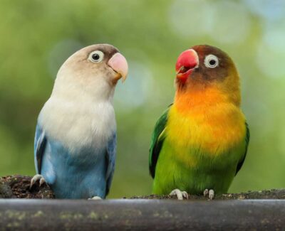Two lovebirds — one blue and white and the other green, yellow, and red — converse on a perch.