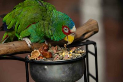 A white-fronted amazon enjoying a snack.