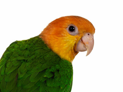 A white-bellied caique striking a pose.