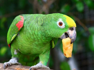 A mischievous yellow crowned amazon grabs a piece of fruit with its beak.