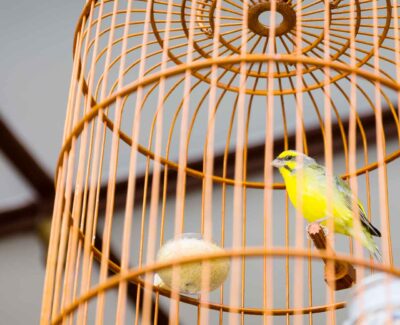 A yellow finch gazes out from its cylindrical enclosure.