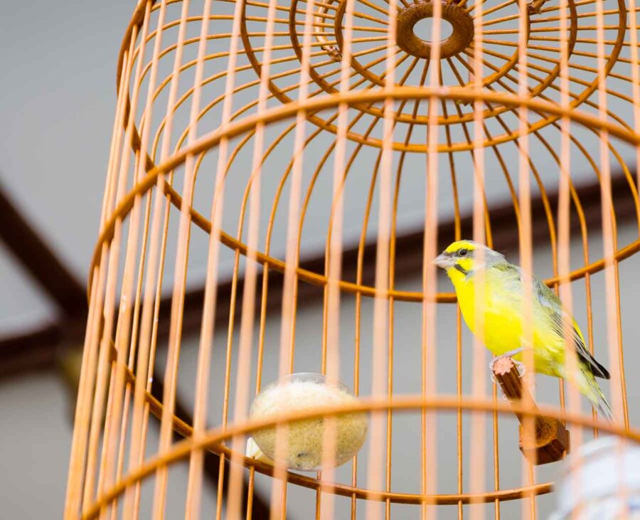 A yellow finch gazes out from its cylindrical enclosure.