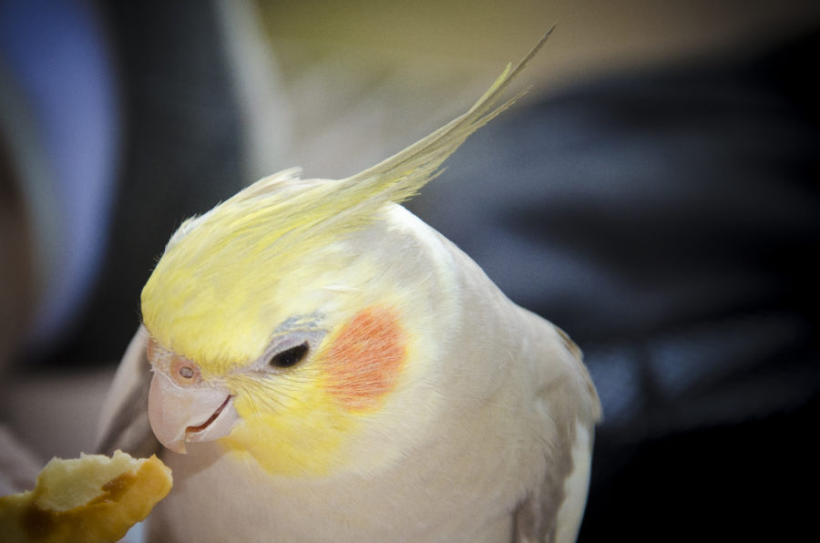 Cockatiel white and store yellow